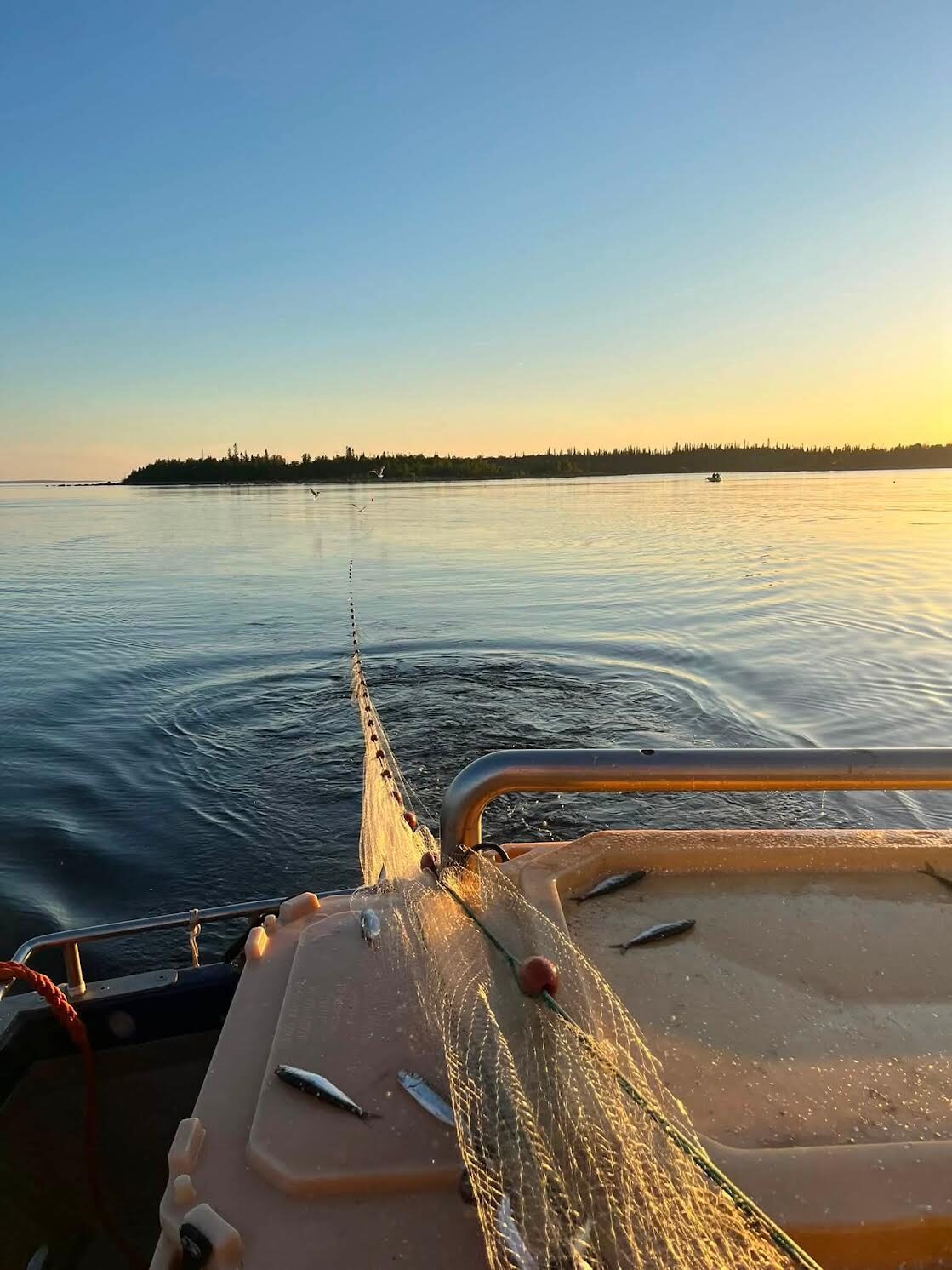 Nätfiske i skärgården vid soluppgång