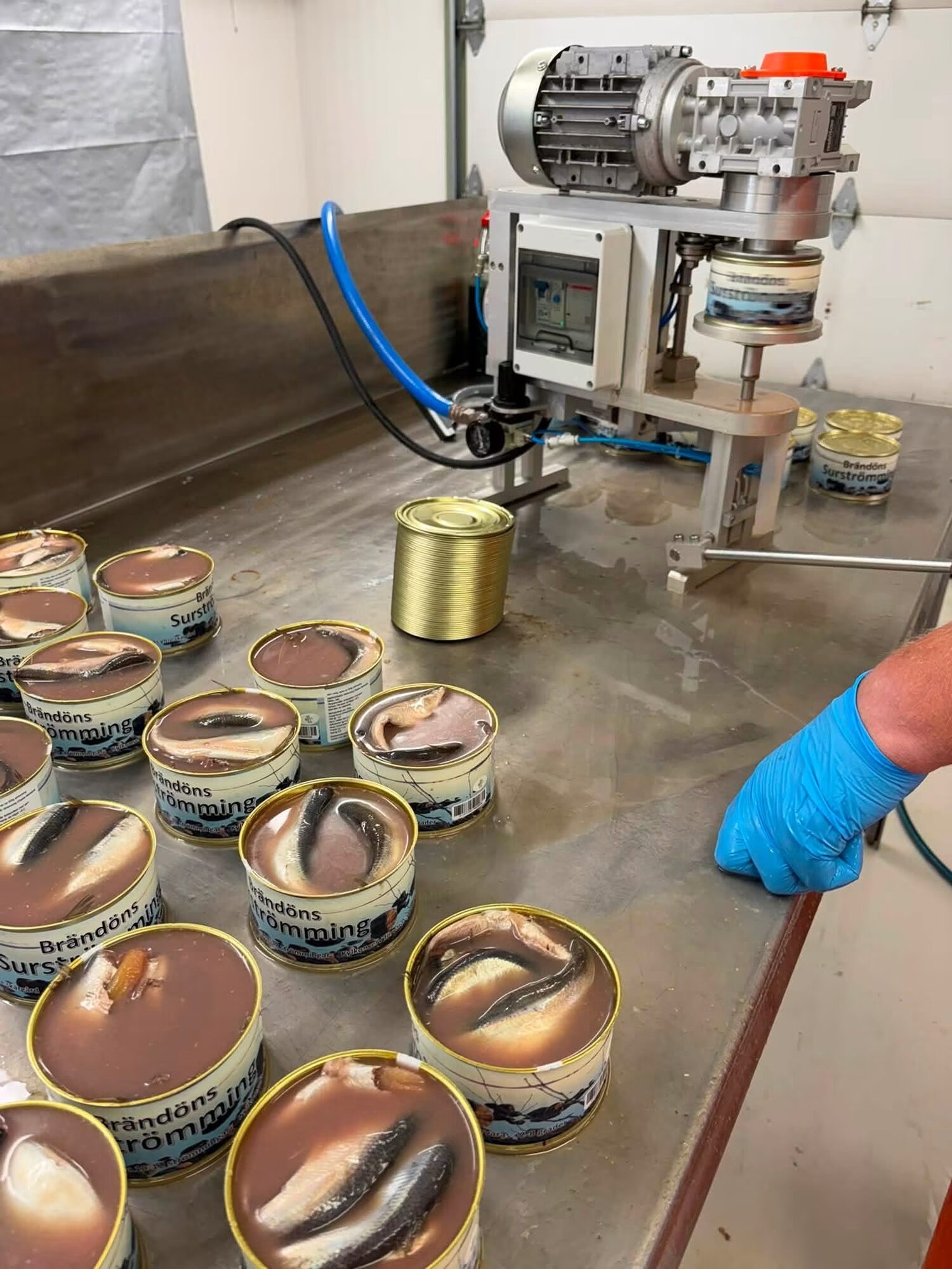 Inläggning av surströmming